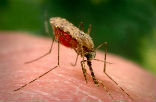 The number of cases of malaria, a disease that is often fatal to children, has dropped remarkably in the last 13 years, the World Health Organization says. Down to just 128 million from 173 million back in 2000. Image of The number of cases of malaria, a disease that is often fatal to children, has dropped remarkably in the last 13 years, the World Health Organization says. Down to just 128 million from 173 million back in 2000.