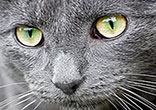 Cats have a way of making their way deep into our hearts. Image of Cats have a way of making their way deep into our hearts.