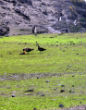Moss now grows where glaciers once stood. Image of Moss now grows where glaciers once stood.