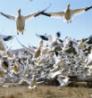 Thousands of snow geese were reported as falling from the sky dead in Idaho. Image of Thousands of snow geese were reported as falling from the sky dead in Idaho.