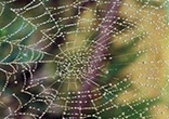 Life is like a spider web. Beautiful at first sight and looks simple to create but in comparison to the world around it, is actually more elaborate than it seems. In one swift movement, it can be taken apart, ripped to shreds, but that's when, with God's love, you learn to build up the strength to rebuild it and go on.
Have faith in God. Trust God with your life and with your future. Let go of fear. God is faithful and will in all things sustain and keep you. Do not be afraid. Only believe.
Image of Life is like a spider web. Beautiful at first sight and looks simple to create but in comparison to the world around it, is actually more elaborate than it seems. In one swift movement, it can be taken apart, ripped to shreds, but that's when, with God's love, you learn to build up the strength to rebuild it and go on.
Have faith in God. Trust God with your life and with your future. Let go of fear. God is faithful and will in all things sustain and keep you. Do not be afraid. Only believe.