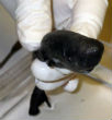 The Pocket Shark is a marine animal with Image of The Pocket Shark is a marine animal with