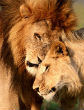 Lions are just one of the 23,000 species facing extinction. Others include the New Zealand Sea Lion. Image of Lions are just one of the 23,000 species facing extinction. Others include the New Zealand Sea Lion.