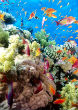 The Coral Reef Southern Red Sea near Safaga Egypt. Image of The Coral Reef Southern Red Sea near Safaga Egypt.
