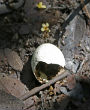 Empty eggs were all that could be found in the once popular bird location. Image of Empty eggs were all that could be found in the once popular bird location.