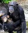 Abandoned chimps at the jungles of Liberia Image of Abandoned chimps at the jungles of Liberia