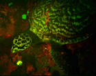 Hawksbill sea turtles glow neon (Luminescentlabs.org via David Gruber). Image of Hawksbill sea turtles glow neon (Luminescentlabs.org via David Gruber).