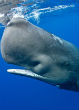 Sperm whale clans learn from each other. Image of Sperm whale clans learn from each other.