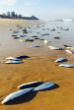 Fish appear along the coast of Buddina Beach and disappear in under 24 hours. Image of Fish appear along the coast of Buddina Beach and disappear in under 24 hours.