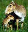Image of two Saiga antelope captured by photographer Rich Reading. Image of Image of two Saiga antelope captured by photographer Rich Reading.