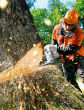 Lumberjack cuts tree. Image of Lumberjack cuts tree.