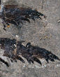 Pentecopterus decorahensis, or Image of Pentecopterus decorahensis, or