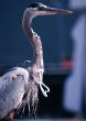 A bird with plastic netting wrapped around its neck. Image of A bird with plastic netting wrapped around its neck.