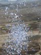 Russian military drops leaflets above Rastan and Talbiseh, Syria. Image of Russian military drops leaflets above Rastan and Talbiseh, Syria.