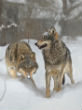 The wolf population around Chernobyl has recovered to seven times what it is in non-contaminated areas. Image of The wolf population around Chernobyl has recovered to seven times what it is in non-contaminated areas.