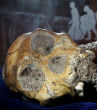 Homo naledi skull (Berger et al.). Image of Homo naledi skull (Berger et al.).