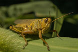 When grasshoppers swarm, they become known as locusts. Their colors and behaviors change dramatically. Image of When grasshoppers swarm, they become known as locusts. Their colors and behaviors change dramatically.