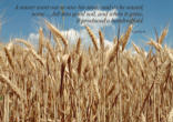 We are seed being sown in the world to help transform it Image of We are seed being sown in the world to help transform it