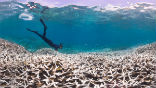 As acids and CO2 build up in the ocean, coral reefs die globally. A quarter of all sea life and over half-a million people depend on healthy coral reefs for survival. Image of As acids and CO2 build up in the ocean, coral reefs die globally. A quarter of all sea life and over half-a million people depend on healthy coral reefs for survival.