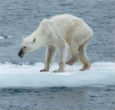 The polar bears are starving, but nobody is discussing the problem. Polar Bears are apex predators and important bellwethers of Arctic environmental health. Image of The polar bears are starving, but nobody is discussing the problem. Polar Bears are apex predators and important bellwethers of Arctic environmental health.