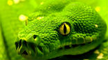 The Vicious Snake is a parable originally told by Aesop, it offers sage advice for those who encounter strangers. Image of The Vicious Snake is a parable originally told by Aesop, it offers sage advice for those who encounter strangers.