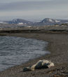 A polar bear lies dead on an Arctic beach that ought to be covered in ice. The record warm temperatures have resulted in havoc on Arctic ecosystems. Image of A polar bear lies dead on an Arctic beach that ought to be covered in ice. The record warm temperatures have resulted in havoc on Arctic ecosystems.