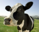 Humans have raised cattle for food for over 12,000 years. Those days are about to come to an end, forever. Image of Humans have raised cattle for food for over 12,000 years. Those days are about to come to an end, forever.