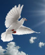 Image of
