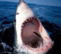 Look Ma! No cavities! Image of Look Ma! No cavities!