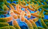 Drug resistant bacteria are spreading in the U.S. Image of Drug resistant bacteria are spreading in the U.S.