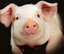 Does this pig have human consciousness? It's possible if it's grown with human stem cells. Image of Does this pig have human consciousness? It's possible if it's grown with human stem cells.