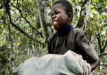 A child slave works on a chocolate plantation. Image of A child slave works on a chocolate plantation.