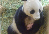 Giant Panda surprises zookeepers with twins (Tiergarten Sch?nbrunn/SWNS). Image of Giant Panda surprises zookeepers with twins (Tiergarten Sch?nbrunn/SWNS).