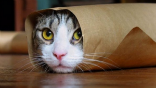 Cats are in hiding across Mosul as ISIS fighters go house to house in search of them. Image of Cats are in hiding across Mosul as ISIS fighters go house to house in search of them.