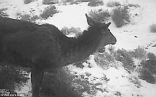 The mythical horse deer does in fact exist after all. Image of The mythical horse deer does in fact exist after all.
