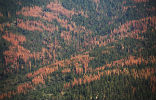 These trees are dead and they're not coming back. And they will burn. Image of These trees are dead and they're not coming back. And they will burn.