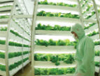 Vertical farms already exist on small scale, but their popularity is catching on and rapid expansion and development is expected within the next decade. Image of Vertical farms already exist on small scale, but their popularity is catching on and rapid expansion and development is expected within the next decade.