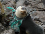 A seal is choked by plastic. As it grows, its circulation and breathing will be restricted, as well as its ability to hunt or escape diminished. For each animal we see, there are hundreds we never see to help. Image of A seal is choked by plastic. As it grows, its circulation and breathing will be restricted, as well as its ability to hunt or escape diminished. For each animal we see, there are hundreds we never see to help.