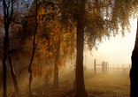 Image of
