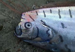 Oarfish sightings are rare and often associated with earthquakes. Image of Oarfish sightings are rare and often associated with earthquakes.