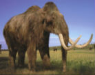 Will the woolly mammoth once again walk the earth? Image of Will the woolly mammoth once again walk the earth?