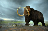 The mammoth went extinct around the same time the pyramids were under construction in Egypt. Image of The mammoth went extinct around the same time the pyramids were under construction in Egypt.