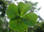 The shamrock is a well-known symbol of Ireland. Image of The shamrock is a well-known symbol of Ireland.
