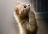 These purrr-fectly captured moments will melt your heart! Image of These purrr-fectly captured moments will melt your heart!
