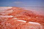 Red algae is still common, and can sometimes stain water the color of blood. Image of Red algae is still common, and can sometimes stain water the color of blood.