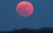 The Moon can appear different colors when it is low to the horizon. Image of The Moon can appear different colors when it is low to the horizon.