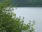 Does this picture show the Loch Ness Monster? Image of Does this picture show the Loch Ness Monster?
