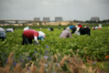 Farming, with its backbreaking labor and myriad of challenges, is about to become an anachronism. Vertical farming will replace the traditional farm within the next few decades. Image of Farming, with its backbreaking labor and myriad of challenges, is about to become an anachronism. Vertical farming will replace the traditional farm within the next few decades.