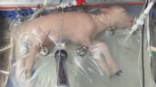 A lamb can be raised in an artificial womb. Humans are next. Image of A lamb can be raised in an artificial womb. Humans are next.
