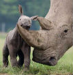 A rhino mother and her baby. Rhinos form attachments similar to humans, and babies often refuse to leave their mother's side even after the mother is killed. Without their mothers, the babies often become prey to various predators. Image of A rhino mother and her baby. Rhinos form attachments similar to humans, and babies often refuse to leave their mother's side even after the mother is killed. Without their mothers, the babies often become prey to various predators.
